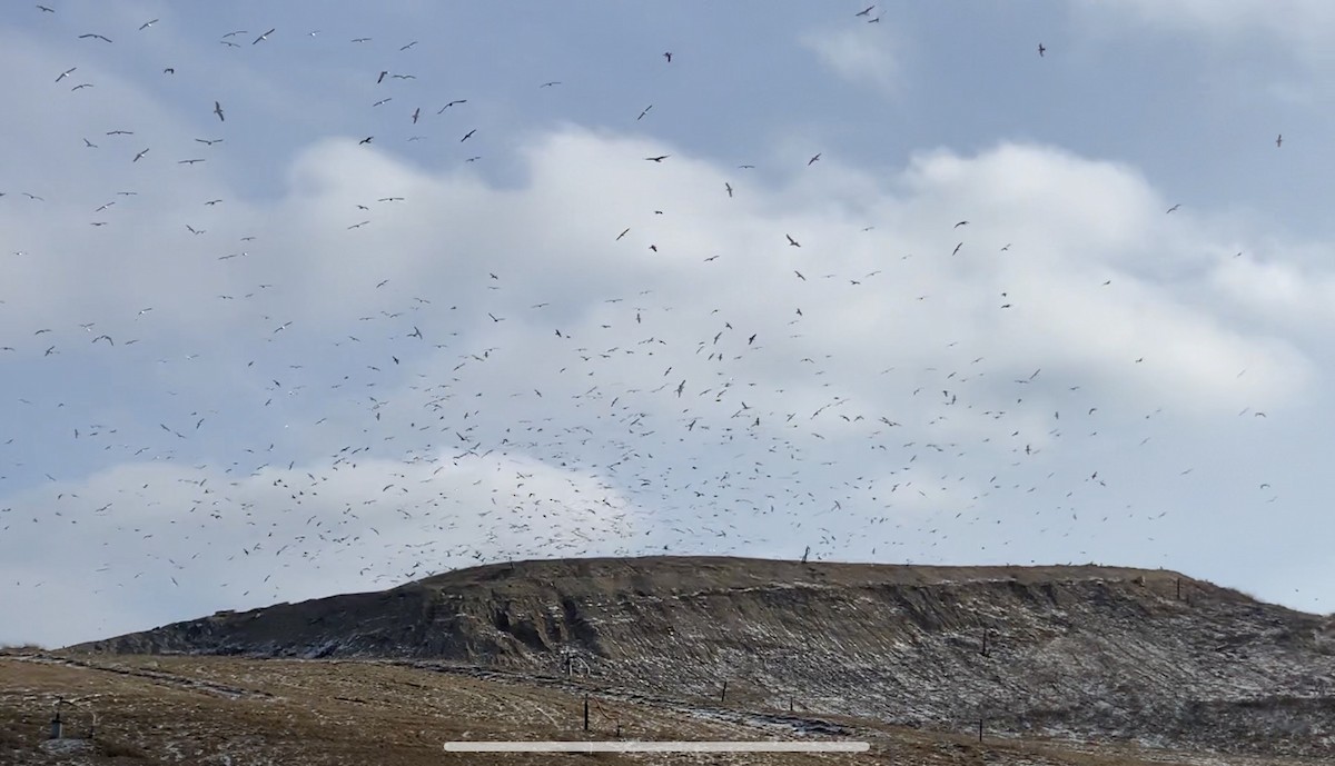 eBird Checklist 11 Jan 2023 Clinton County Landfill (RESTRICTED ACCESS/PRIVATE) 12 species