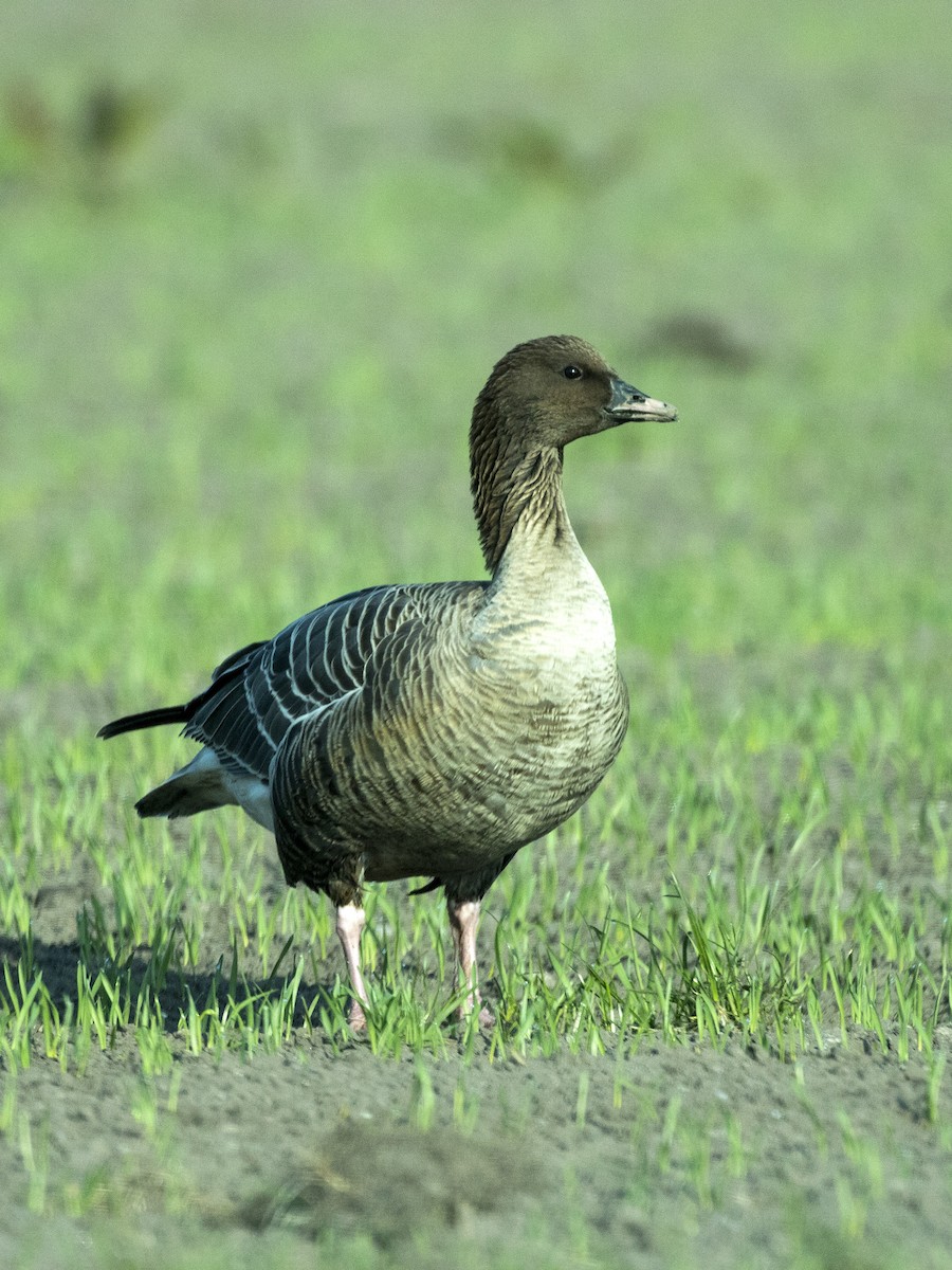 Pink-footed Goose - ML523695011