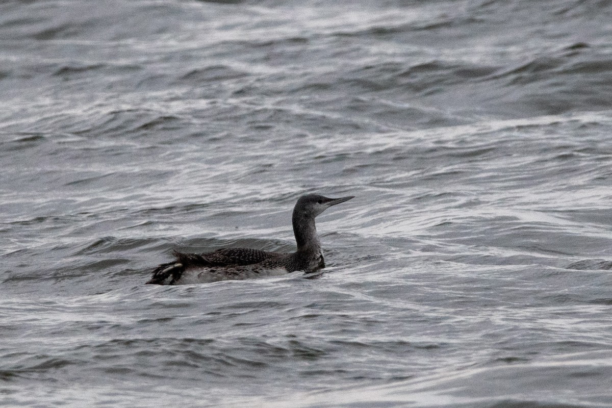 Red-throated Loon - ML523697041