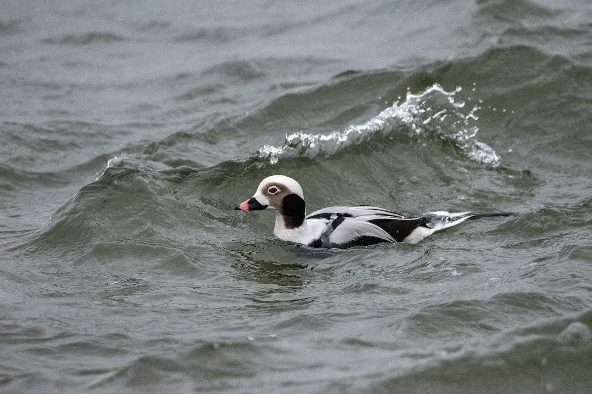 Long-tailed Duck - ML523697151