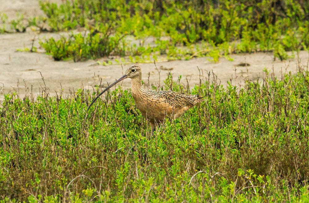 Long-billed Curlew - ML52369731