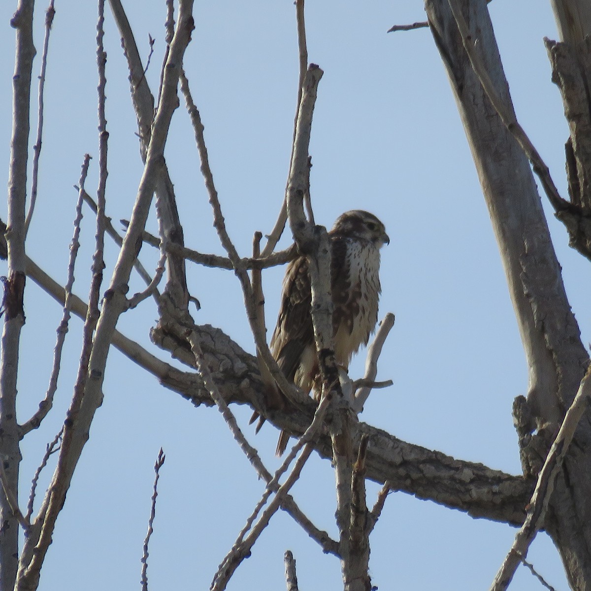 Prairie Falcon - Ronda Woodward