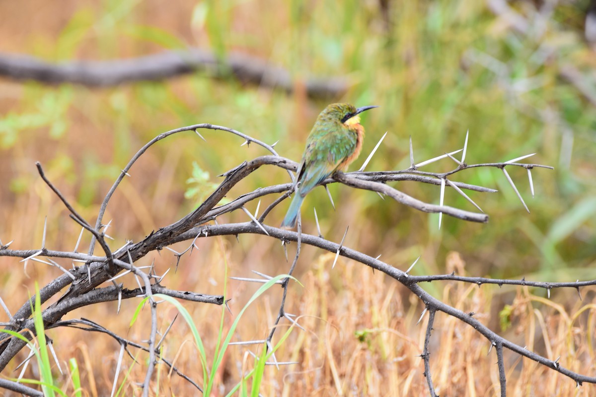 Little Bee-eater - Ryne Rutherford