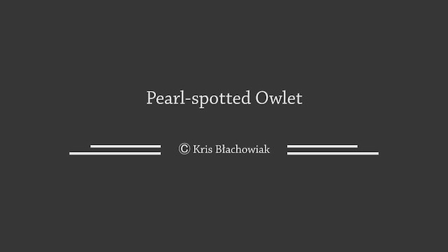 Pearl-spotted Owlet - ML523703841