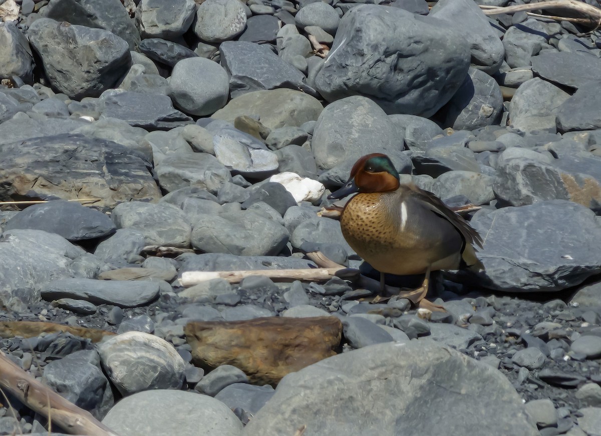 Green-winged Teal - ML523708021
