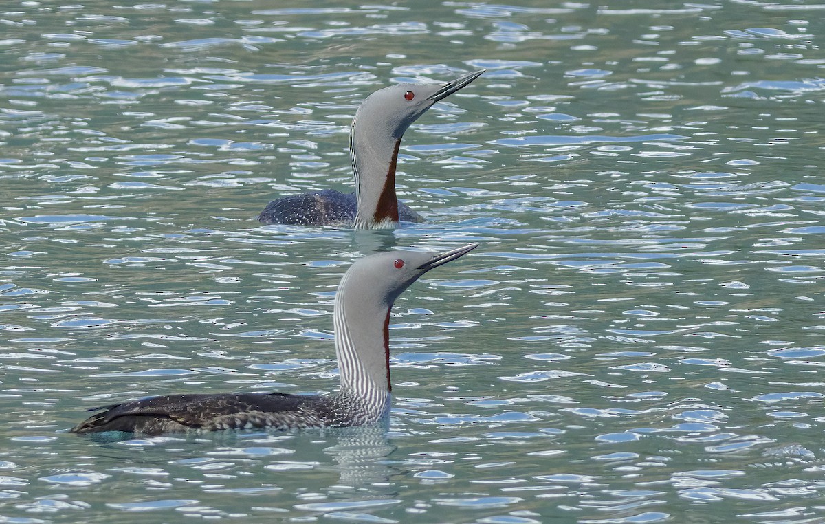Red-throated Loon - ML523708051
