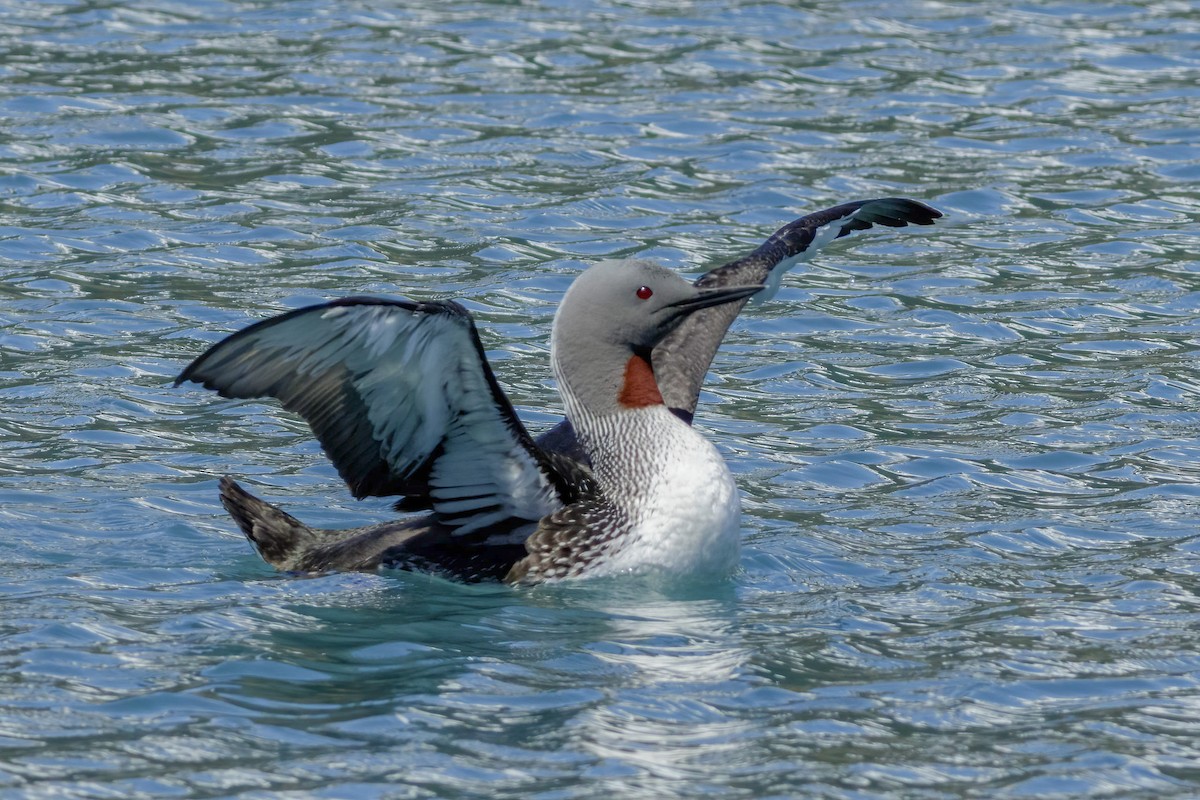 Red-throated Loon - ML523708071