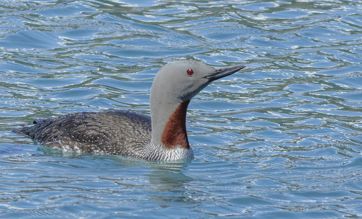 Red-throated Loon - ML523708081