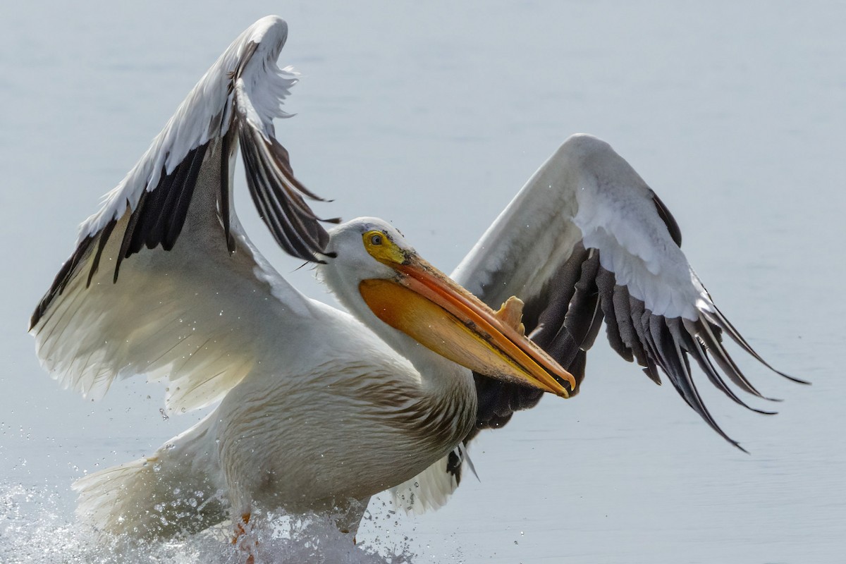 American White Pelican - Paul Schenk