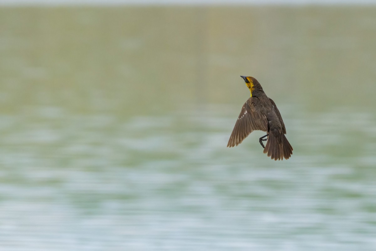 Yellow-headed Blackbird - Paul Schenk