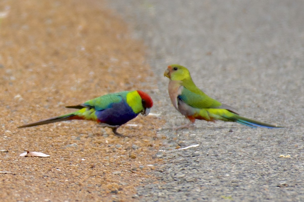 Red-capped Parrot - ML523716731