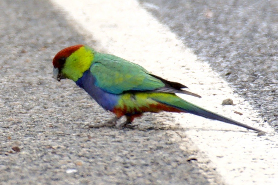 Red-capped Parrot - ML523716821