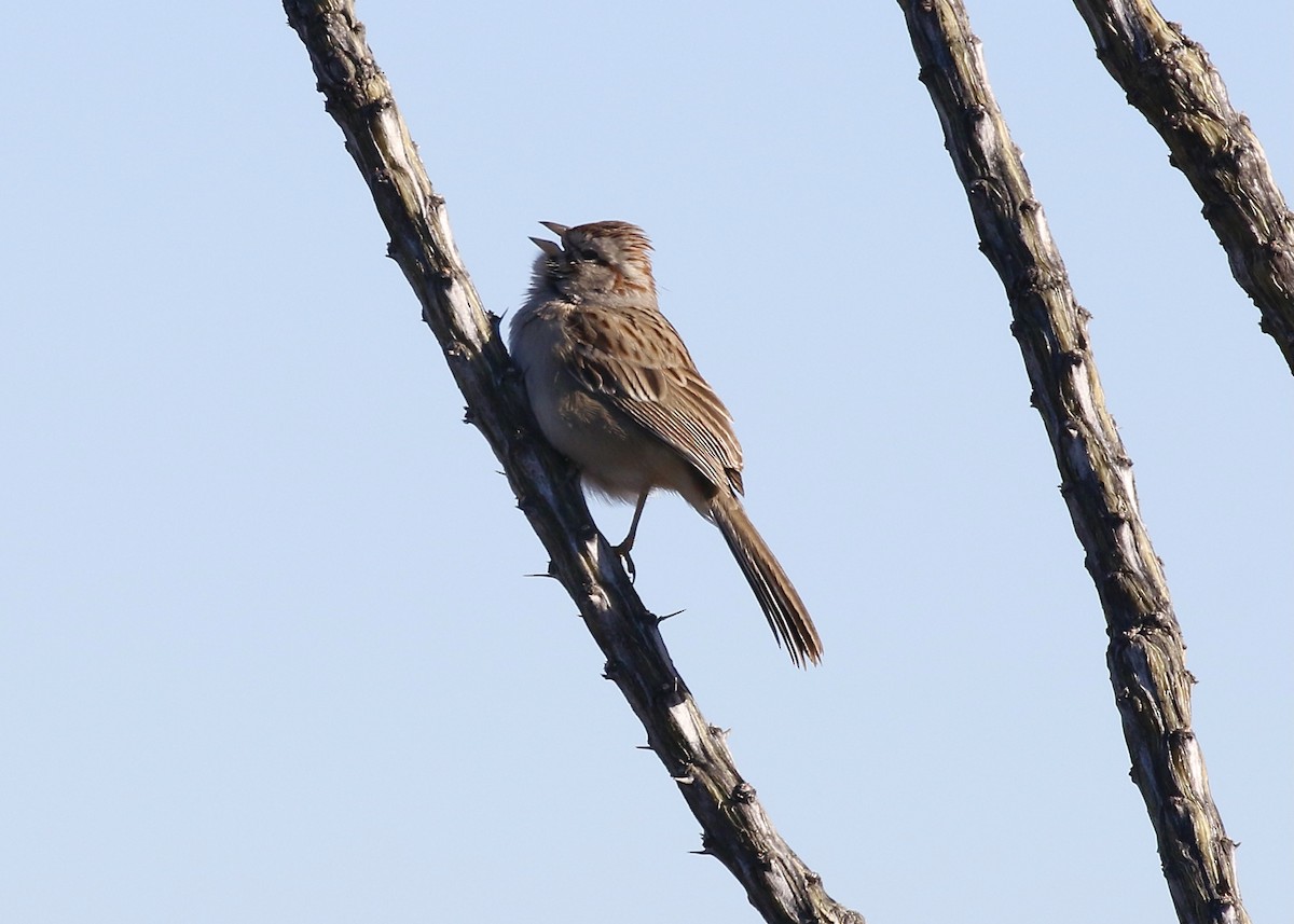 Rufous-winged Sparrow - Jon Isacoff