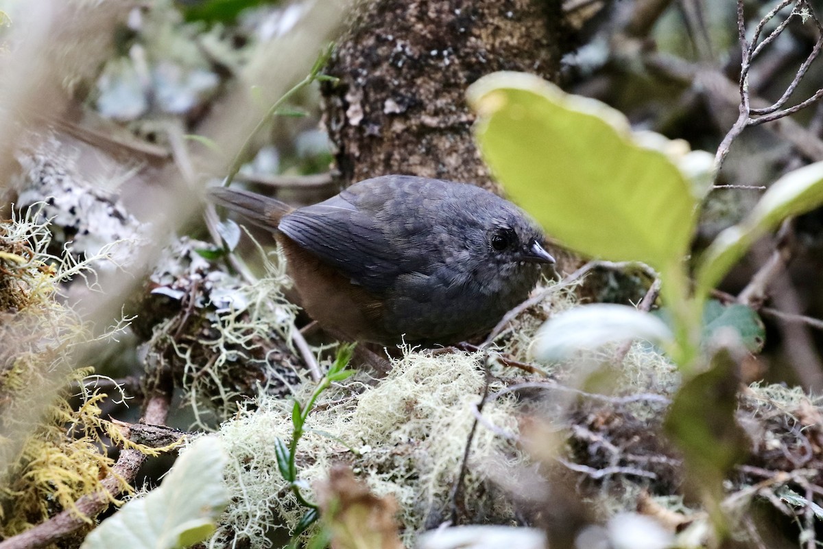 Brown-rumped Tapaculo - ML523724071