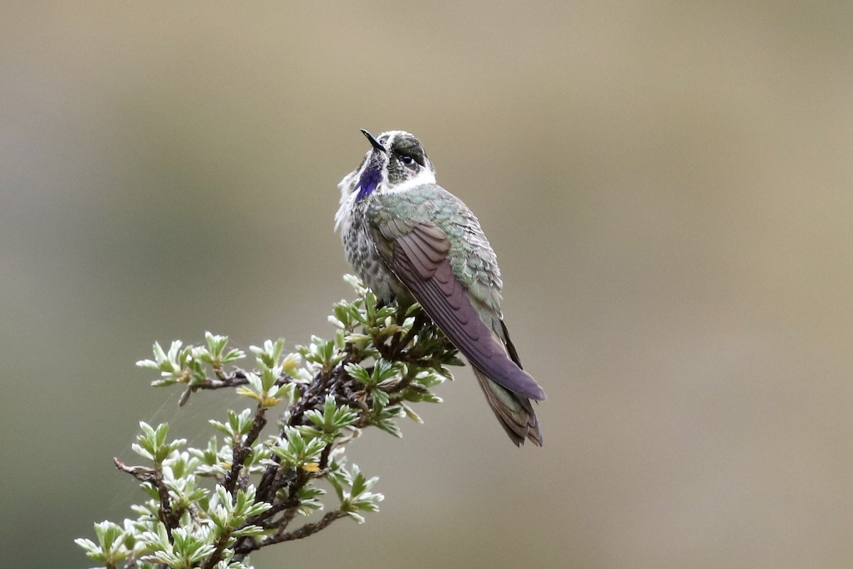 kolibřík bradatý - ML523725511
