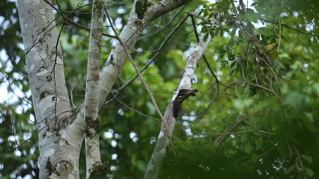 Buff-necked Woodpecker - ML523728
