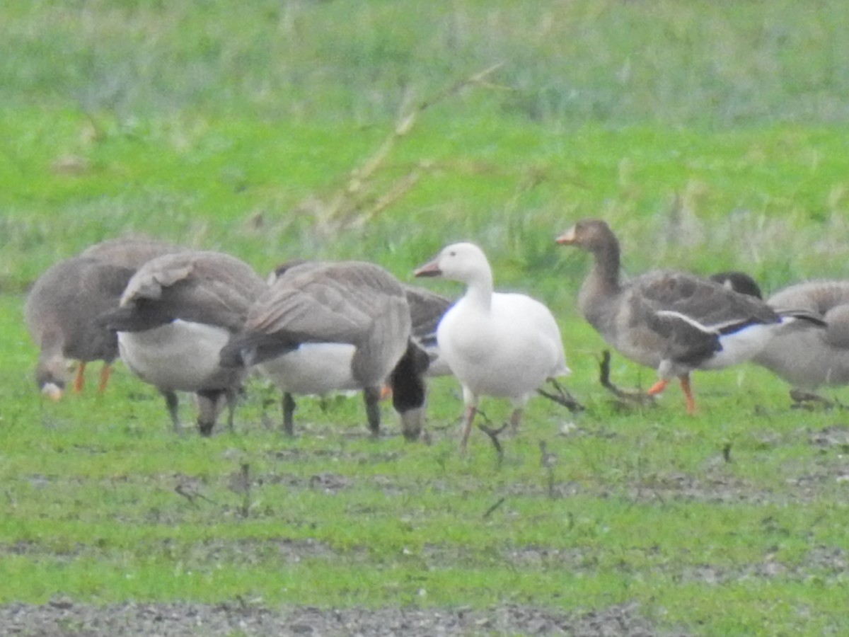 Greater White-fronted Goose - ML523728251