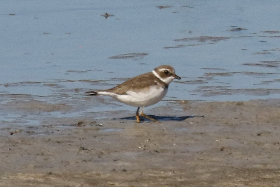 Semipalmated Plover - ML523729311