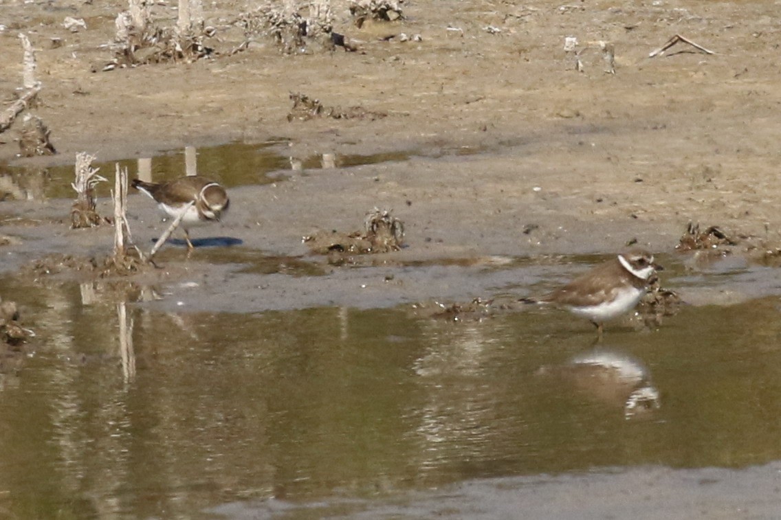Semipalmated Plover - ML523729381