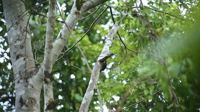 Buff-necked Woodpecker - ML523730