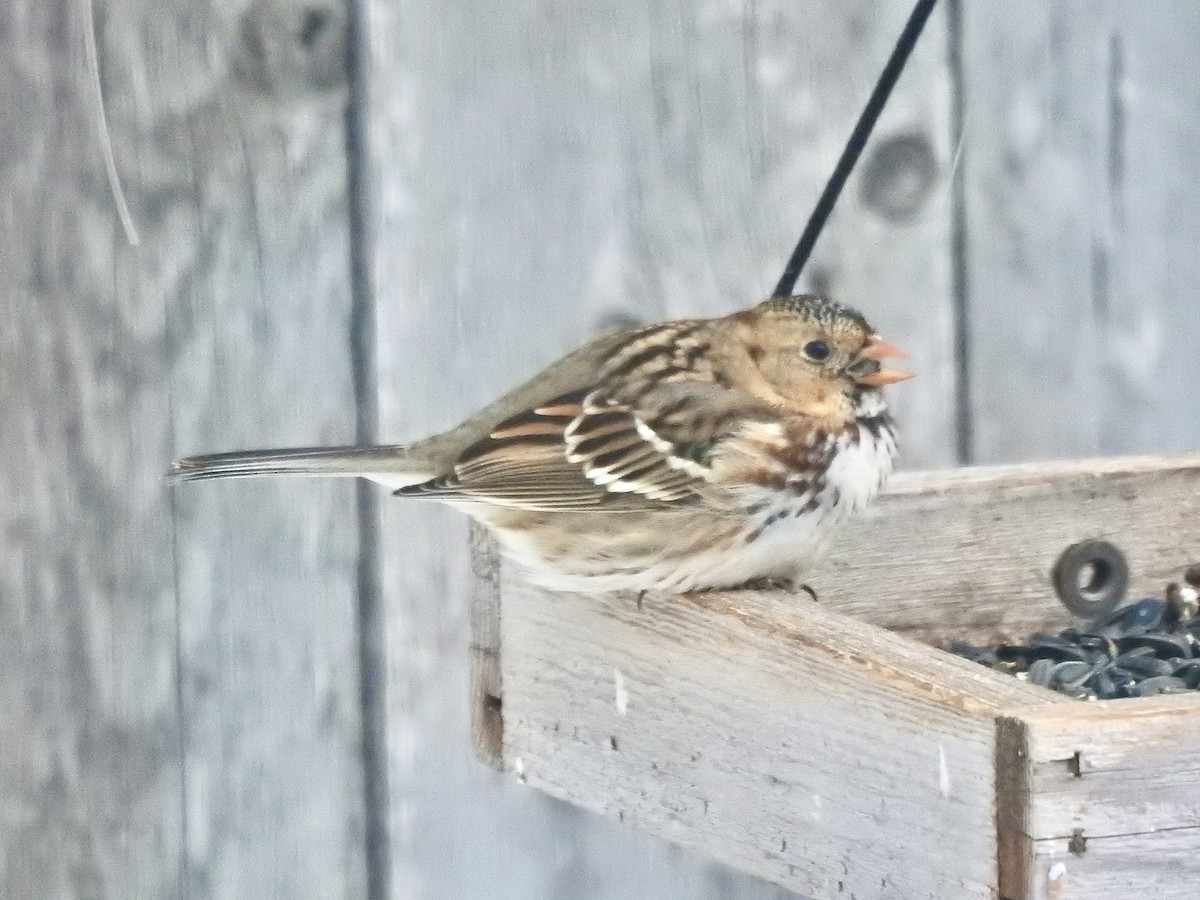 EBird Canada Checklist 13 Jan 2023 Watrous Town 12 Species