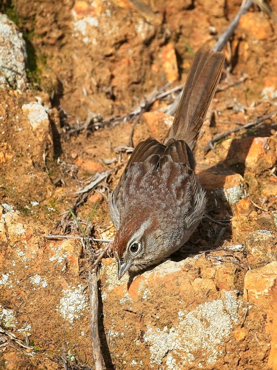 Rufous-crowned Sparrow - ML523734311