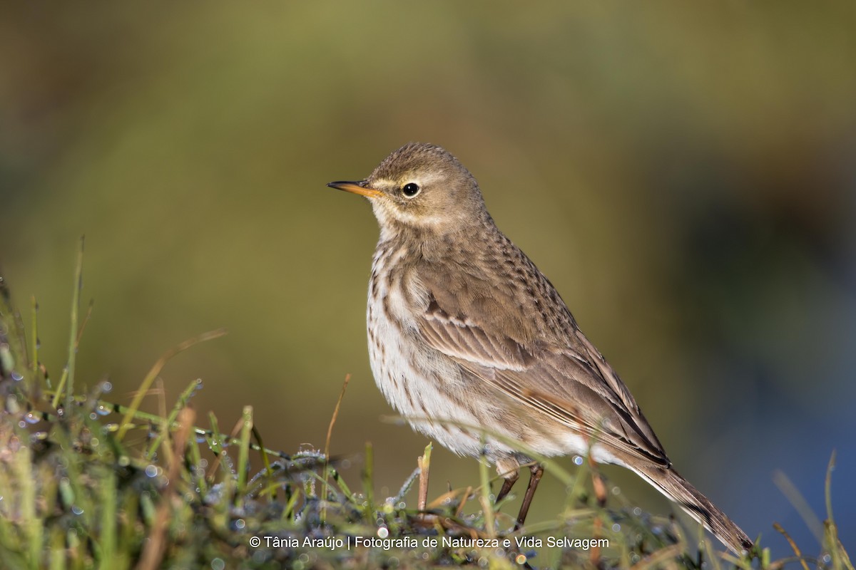 Water Pipit - ML52373651