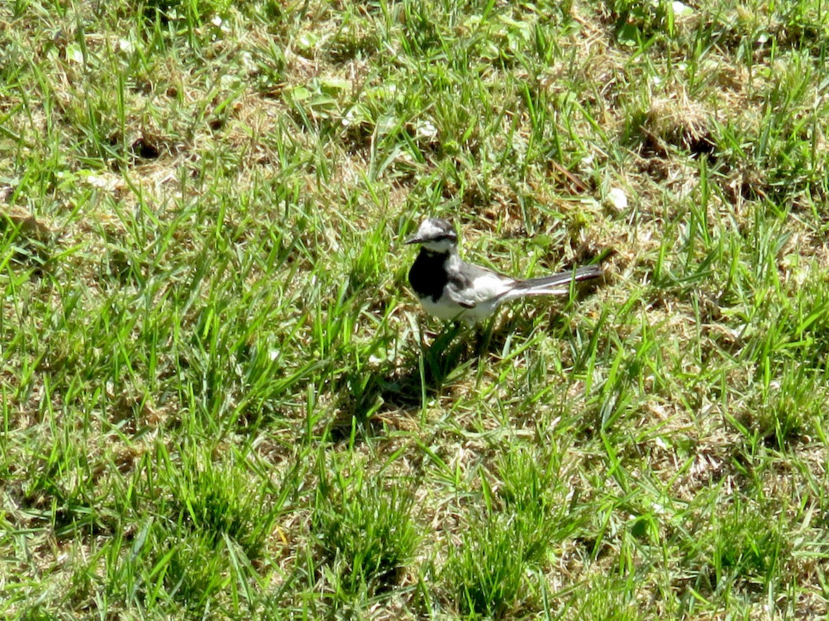 White Wagtail - Peter Weber 🦉