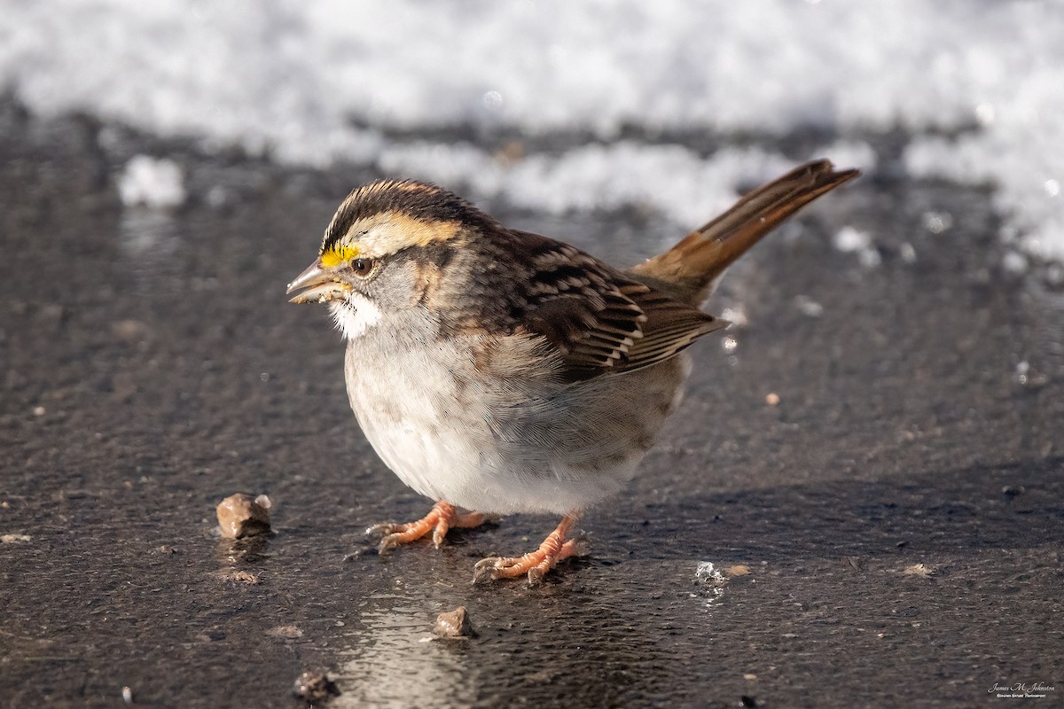 White-throated Sparrow - ML523738591