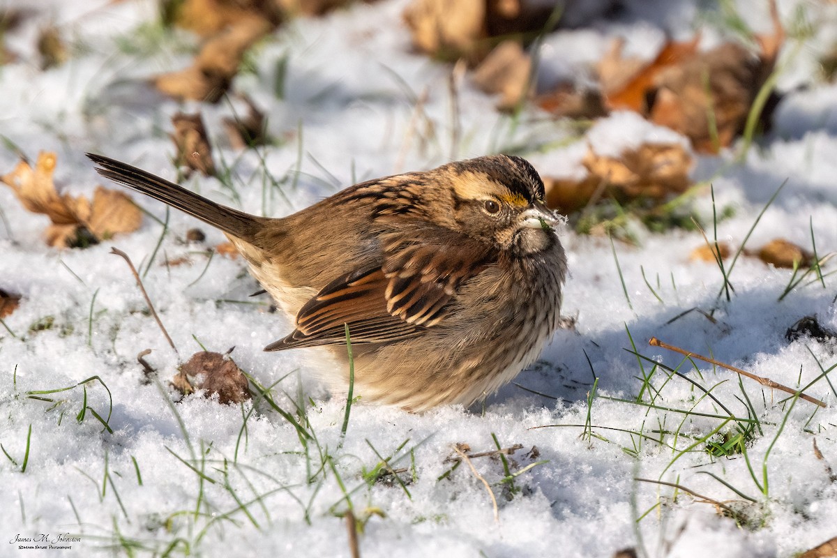 White-throated Sparrow - ML523738601