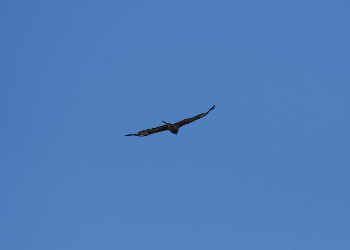 Square-tailed Kite - Ian Shrubsole