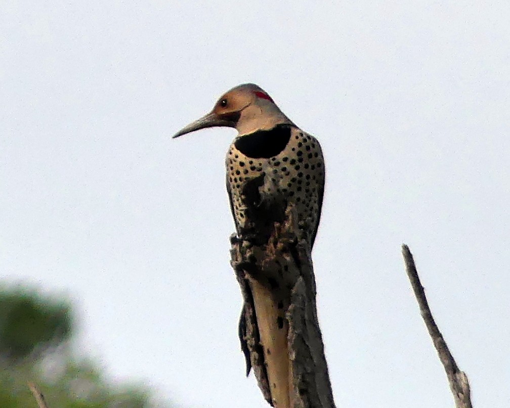 Northern Flicker (Yellow-shafted x Red-shafted) - ML523744811