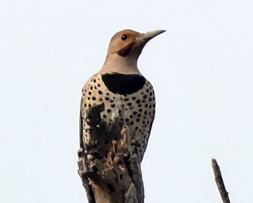 Northern Flicker (Yellow-shafted x Red-shafted) - ML523744821