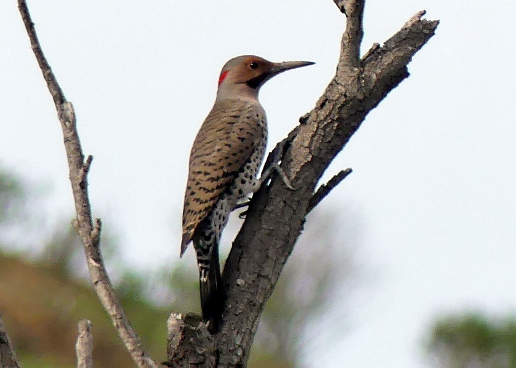 Northern Flicker (Yellow-shafted x Red-shafted) - ML523744831