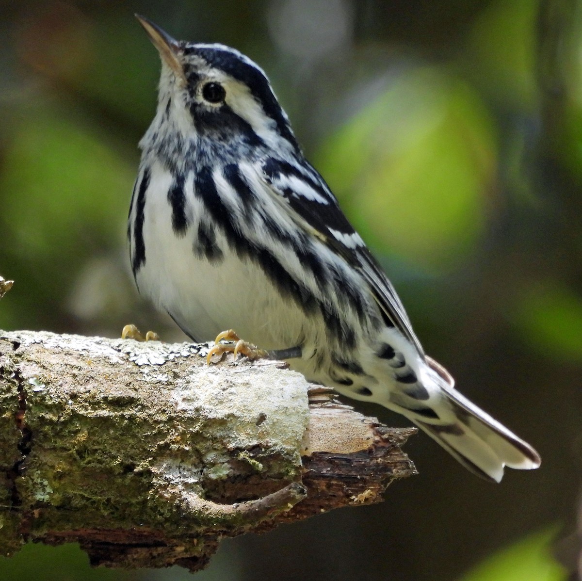 Black-and-white Warbler - ML523756931