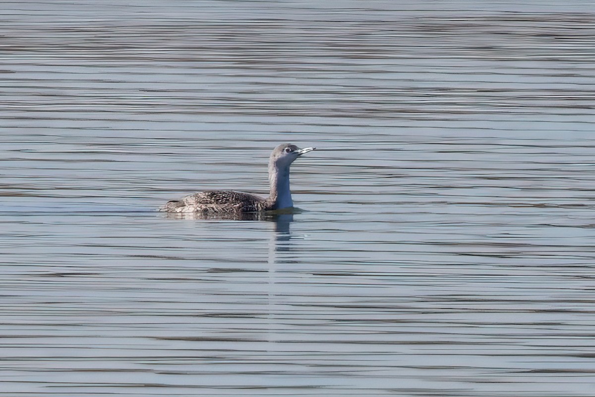 eBird Checklist 13 Jan 2023 Mitchell Co Champion Creek Reservoir