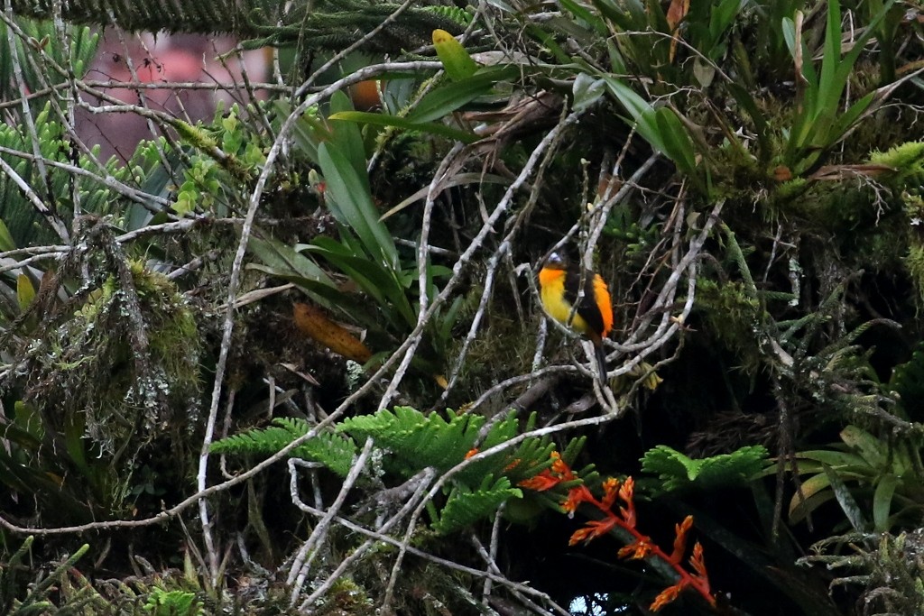 Flame-rumped Tanager - ML52376401