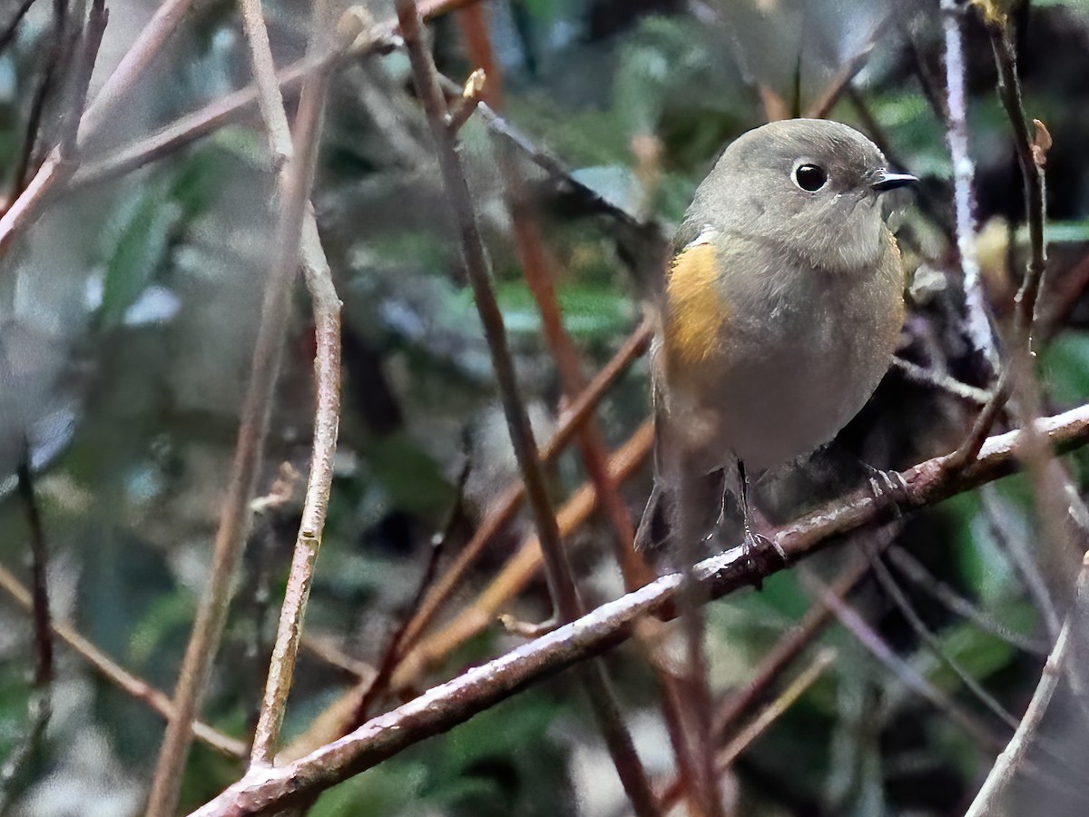 Red-flanked Bluetail - ML523765091