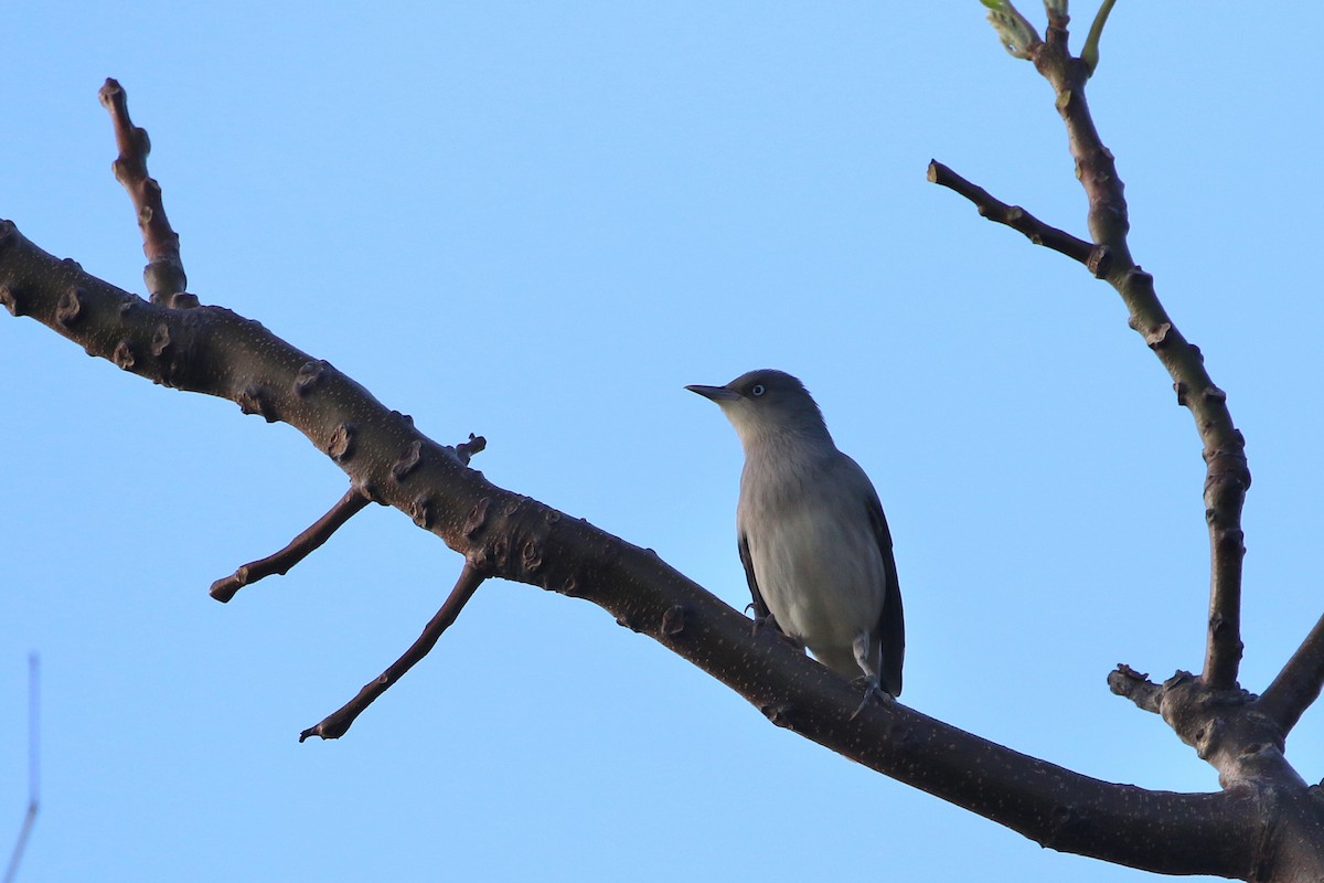 White-shouldered Starling - ML523769051