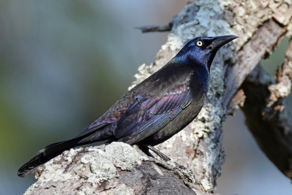 Common Grackle - Perry Doggrell