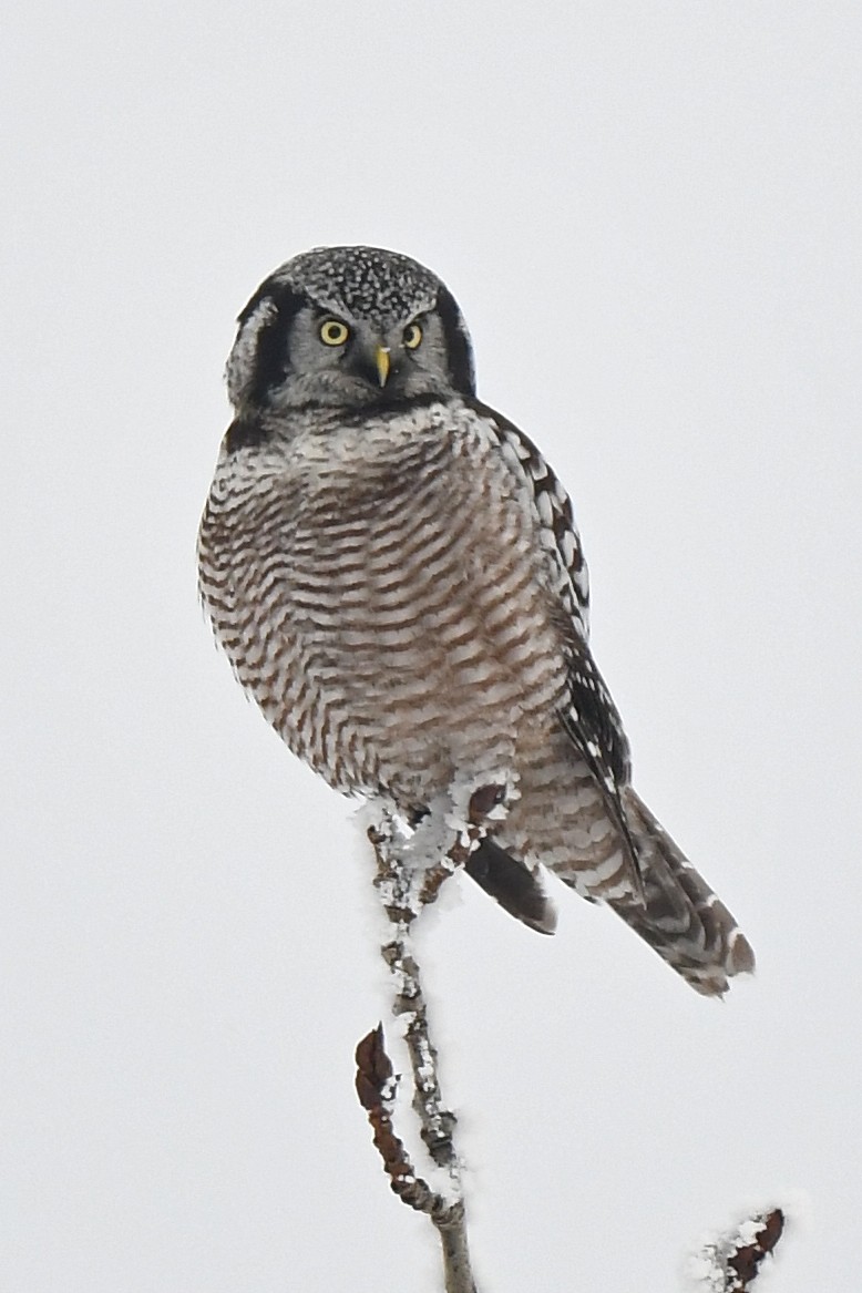 Northern Hawk Owl - ML523776921