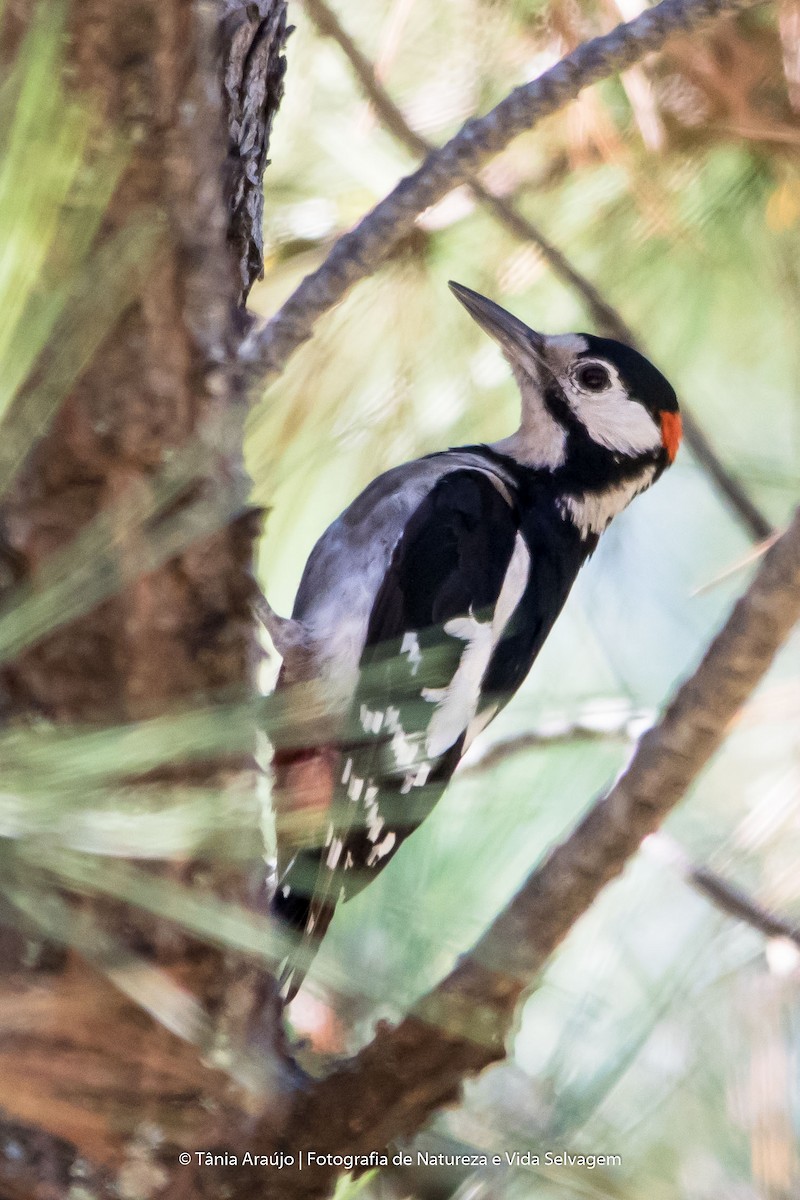 Great Spotted Woodpecker - Tânia Araújo