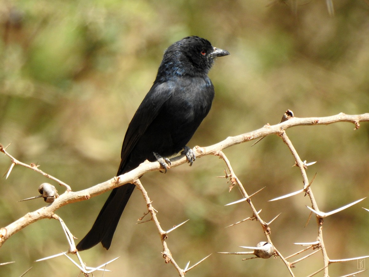 Fork-tailed Drongo - ML523782211