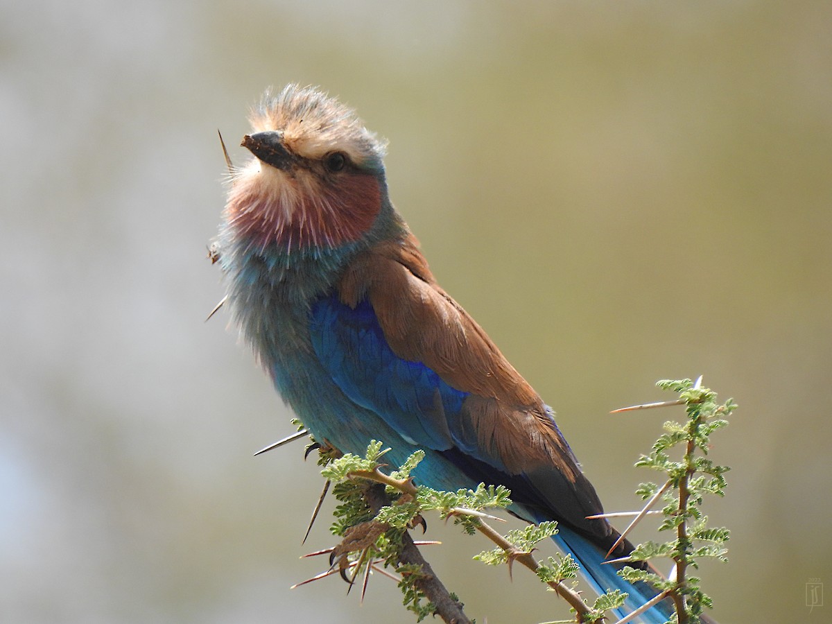 Lilac-breasted Roller - ML523782371