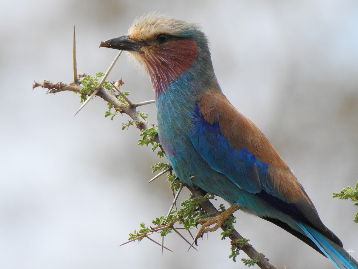 Lilac-breasted Roller - ML523782381
