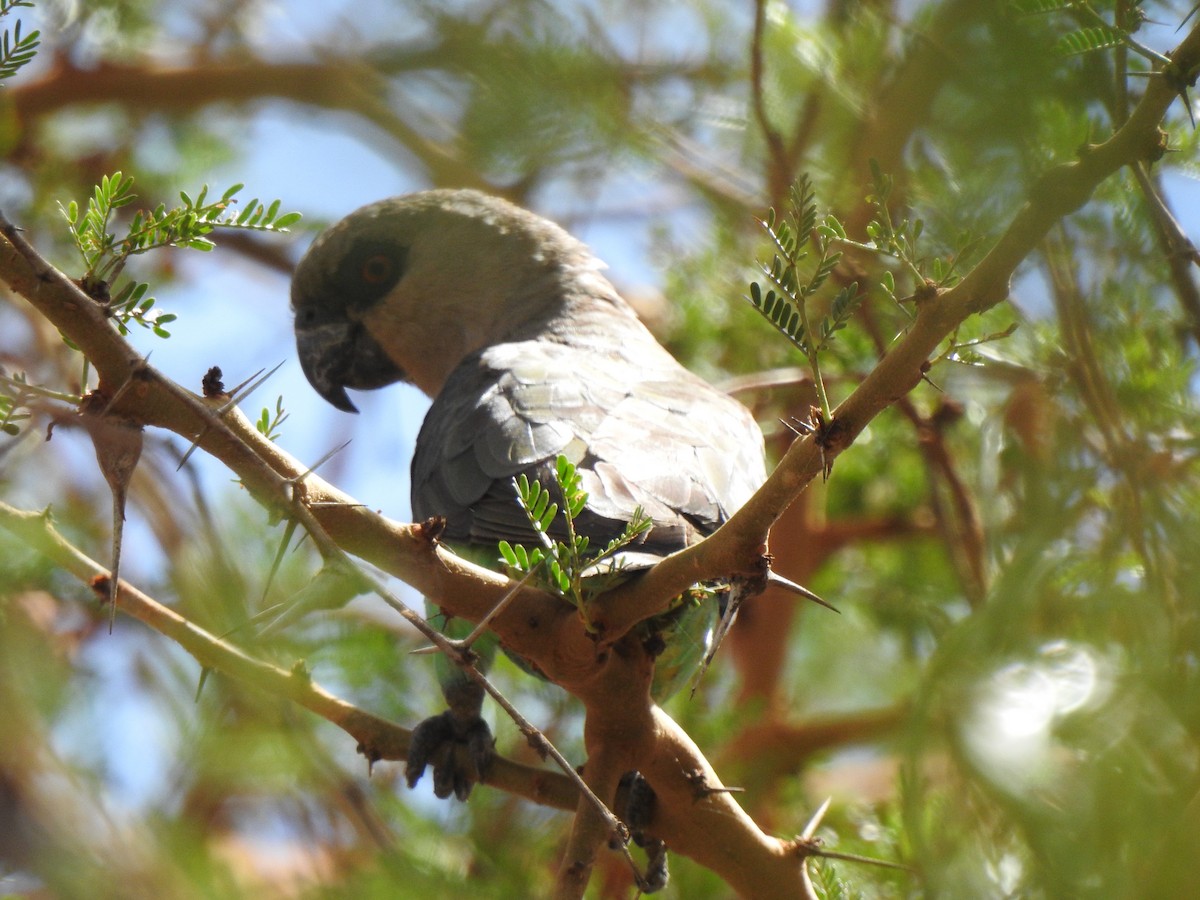 Red-bellied Parrot - ML523782431