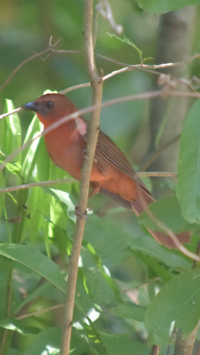 Red-throated Ant-Tanager - ML523783651