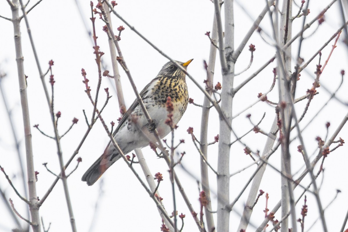 eBird Checklist 12 Jan 2023 950998 Morrison Ave, Kelowna CABC (49