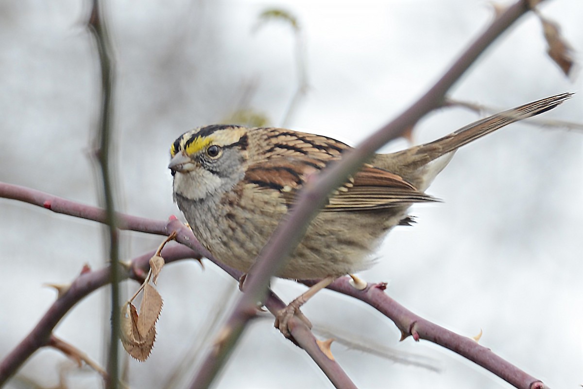 White-throated Sparrow - ML523784061