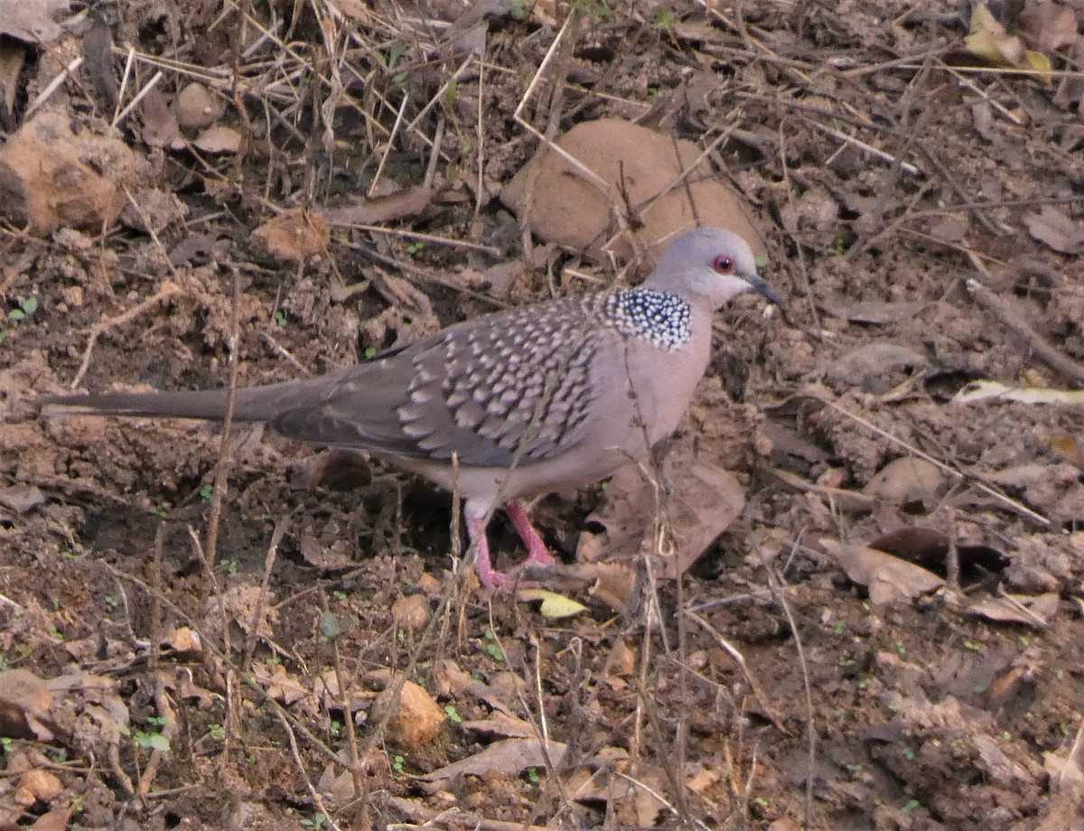 Spotted Dove - ML523785521